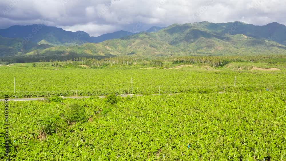 Large plantations of banana trees. Top view of Agricultural land with banana trees. Philippines, Mindanao. Large plantations of banana trees. Top view of Agricultural land with banana trees. Philippines, Mindanao.
