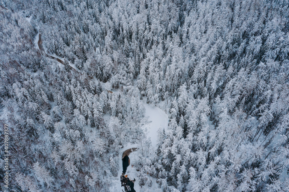 Fototapeta premium Aerial view of the winter forest, Lindulovskaya grove. The Lintulovka River is brown. Siberian larch. Snow on the trees.