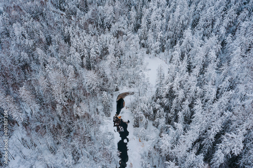 Aerial view of the winter forest, Lindulovskaya grove. The Lintulovka River is brown. Siberian larch. Snow on the trees. photo