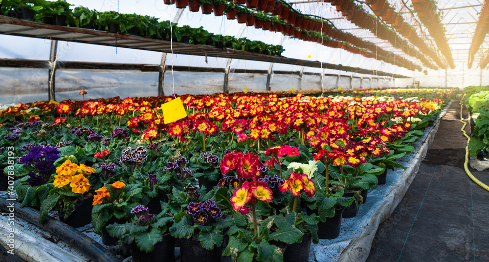 Greenhouses for growing flowers. Floriculture industry	
