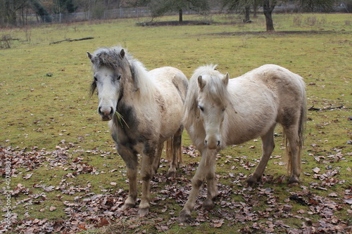 Fototapeta Naklejka Na Ścianę i Meble -  Two beige twin Ponies on a pasture in autumn