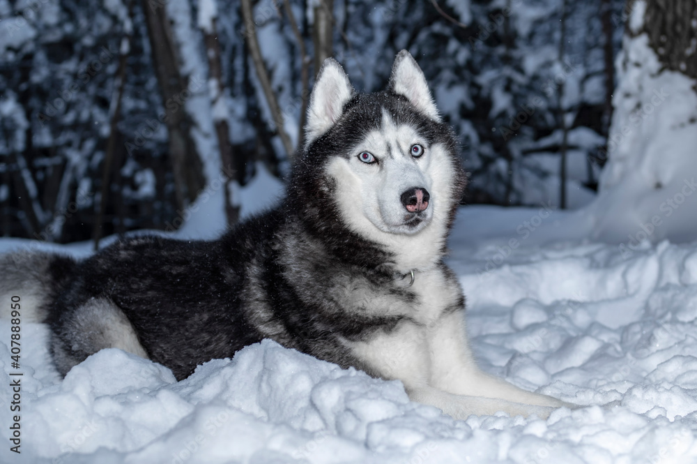 Portrait Siberian husky dog lying on the snow in winter forest Portrait Siberian husky dog lying on the snow in winter forest