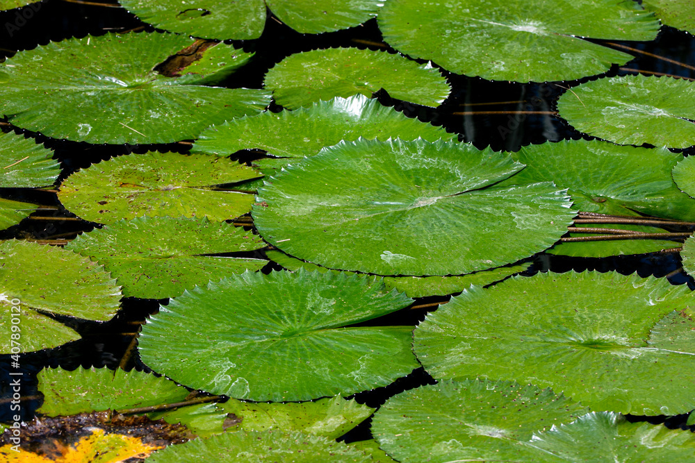 white water lily