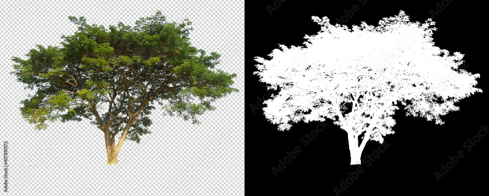 Fototapeta tree on transparent background image with clipping path