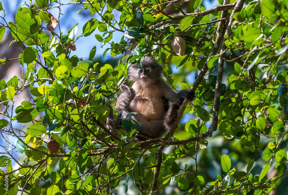 Langour monkey dreaming with the tree leaf on the background Langour monkey dreaming with the tree leaf on the background