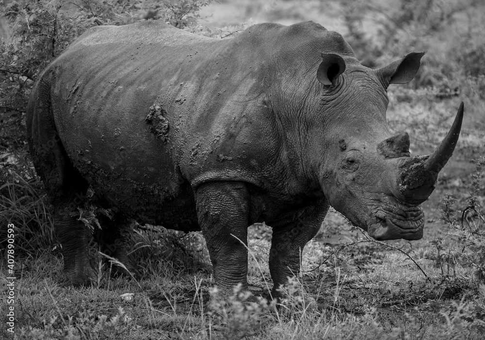Fototapeta premium rhino in the wild
