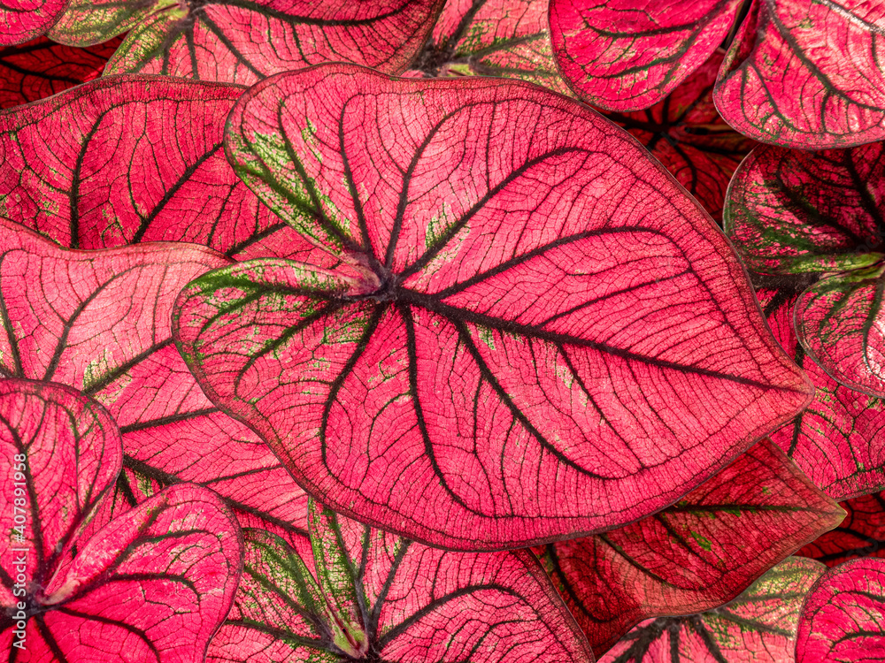 colorful red caladium leaves nature or abstract background by closeup of vivid pink heart-shaped leaf shrub a tropical leafy potted plant for garden decoration and graphic design
