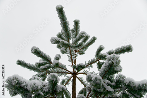 Evergreen spruce trees covered with fresh snow. Winter background.