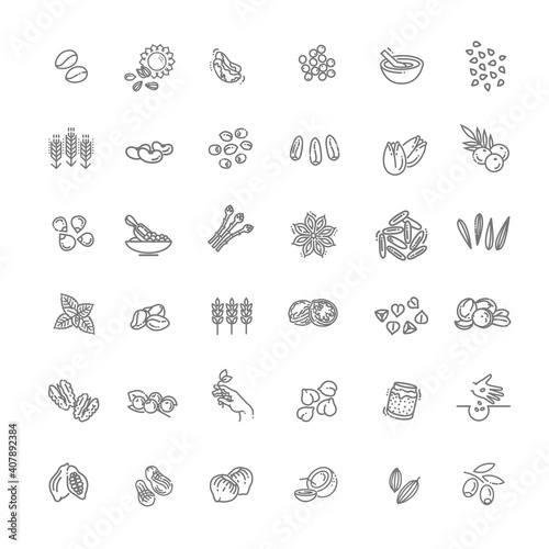 Plant seed, nuts and berries vector icon set