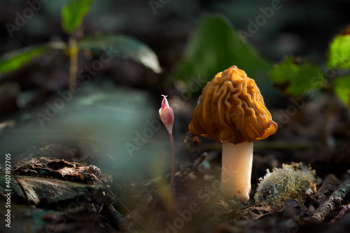 Ptychoverpa bohemica photo