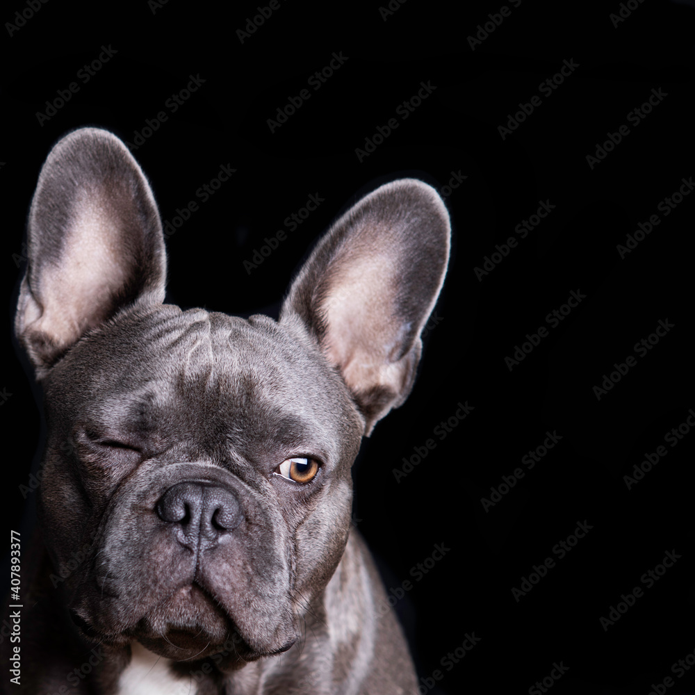 Gray french bulldog winks on black background