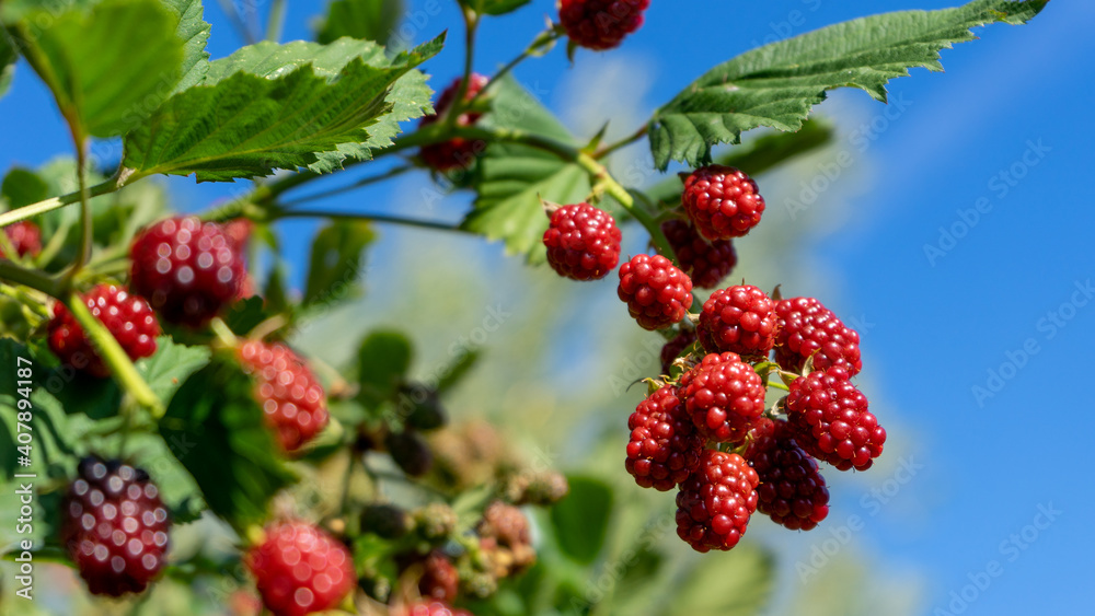Brombeeren Brombeeren