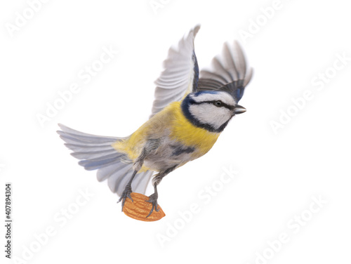 Eurasian blue tit with almond bone in flight isolated on white