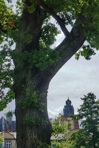 Oak tree in Wetzlar. Germany. On the background  the Old Town building. Cathedral tower.