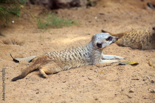 Unusual brown meerkat funny vigilant suricate lying on sand and looking around in the zoo on the canary island of Tenerife in spain © dolphinartin