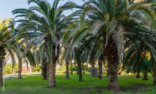 Fototapeta Naklejka Na Ścianę i Meble -  Beautiful palm tree Canary Island Date Palm (Phoenix canariensis) in city park Sochi. Beautiful exotic landscape with big and young palms.