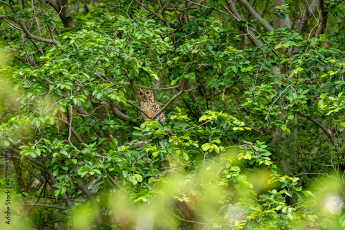 Indian eagle or rock eagle or Bengal eagle-owl or large horned owl or Bubo bengalensis perched on natural green tree in during monsoon safari at forest of central india