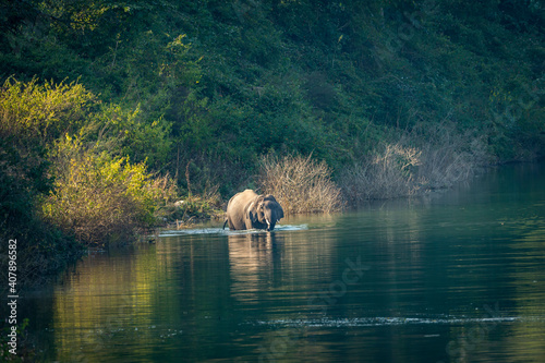 wild asian elephant or tusker with big tusks crossing ramganga river water at dhikala zone of jim corbett national park uttarakhand india - Elephas maximus indicus photo