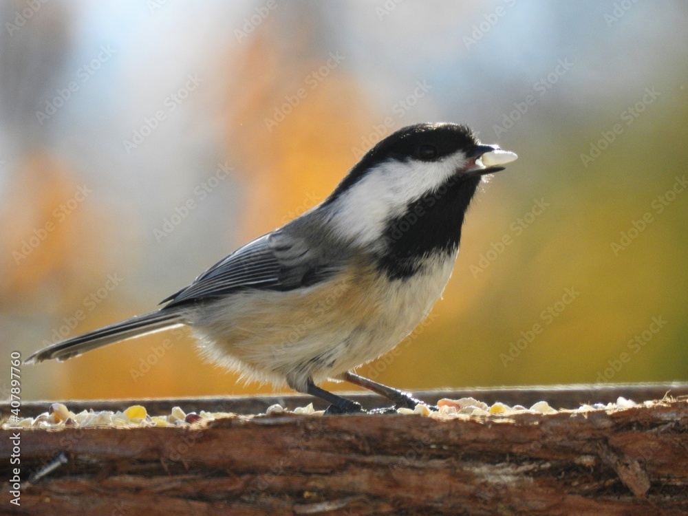 Obraz premium A tit at the feeder in autumn