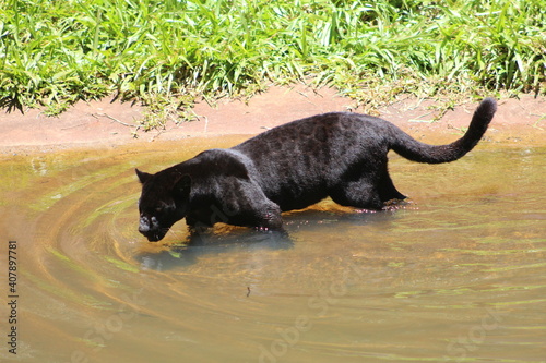 black cat playing