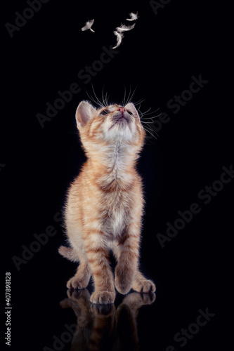 Fotografenkater Ketchup
