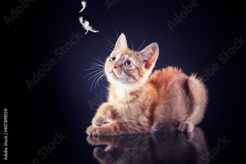 Fotografenkater Ketchup