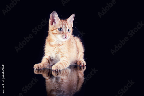 Fotografenkater Ketchup