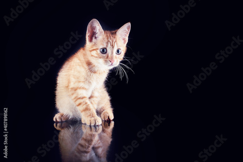 Fotografenkater Ketchup