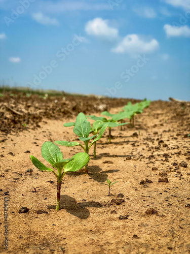 Sunflower Seedlings Agriculture