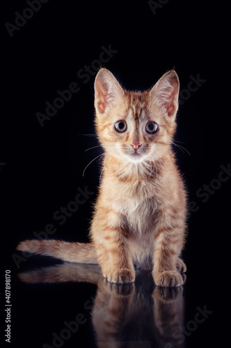 Fotografenkater Ketchup