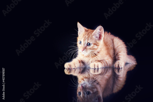 Fotografenkater Ketchup