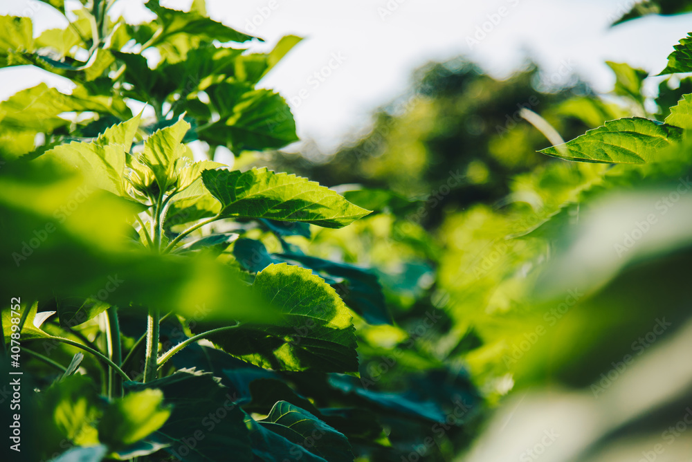 Row of green sunflowers tree in garden with sunset light for natural background concept Row of green sunflowers tree in garden with sunset light for natural background concept