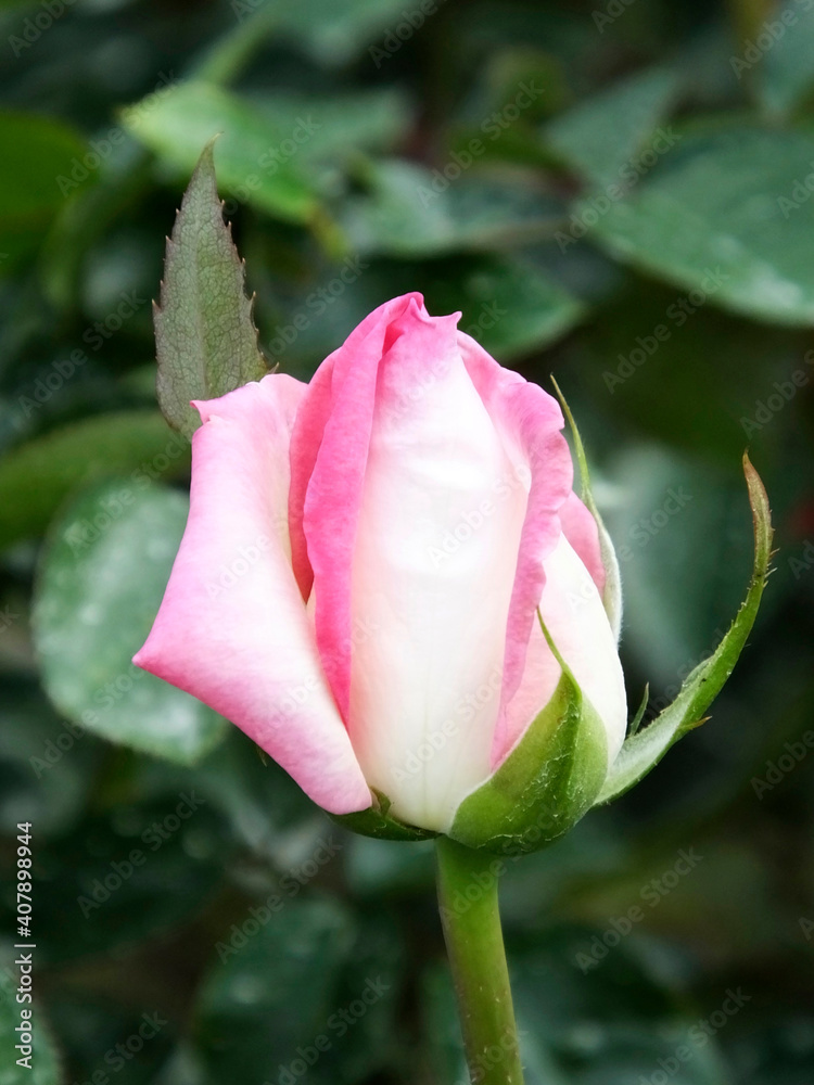 気品ある美しいバラ　品種名：プリンセスモナコ