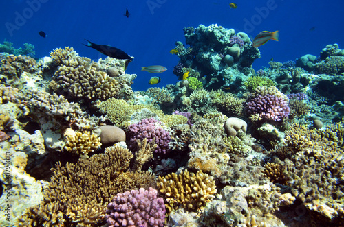 The underwater world of the Red Sea: colorful fish and corals