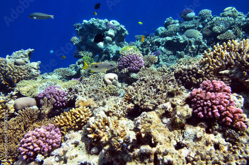 The underwater world of the Red Sea  colorful fish and corals