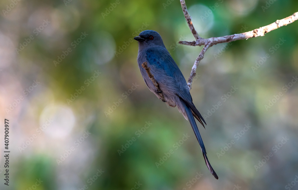 ashy drongo is a species of bird in the drongo family Dicruridae on  branch