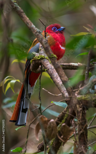 Red-Headed Trogon resting on a branch inside the tree