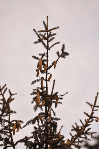 Vertical shot of spruce tree branches against the sky