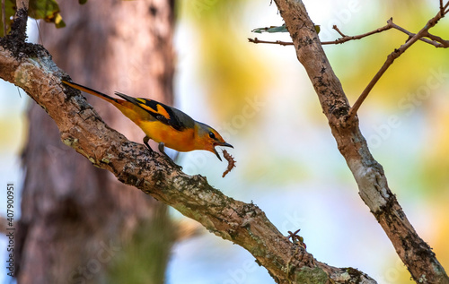 Beautiful female of Scarlet Minivet bird (Pericrocotus speciosus) Eat worms on a branch 