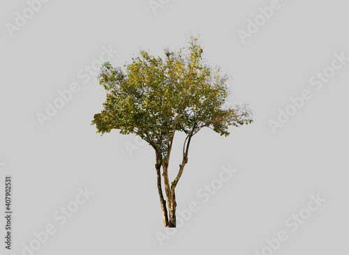 Isolated queen tree or lagerstroemia speciosa tree with clipping paths. photo