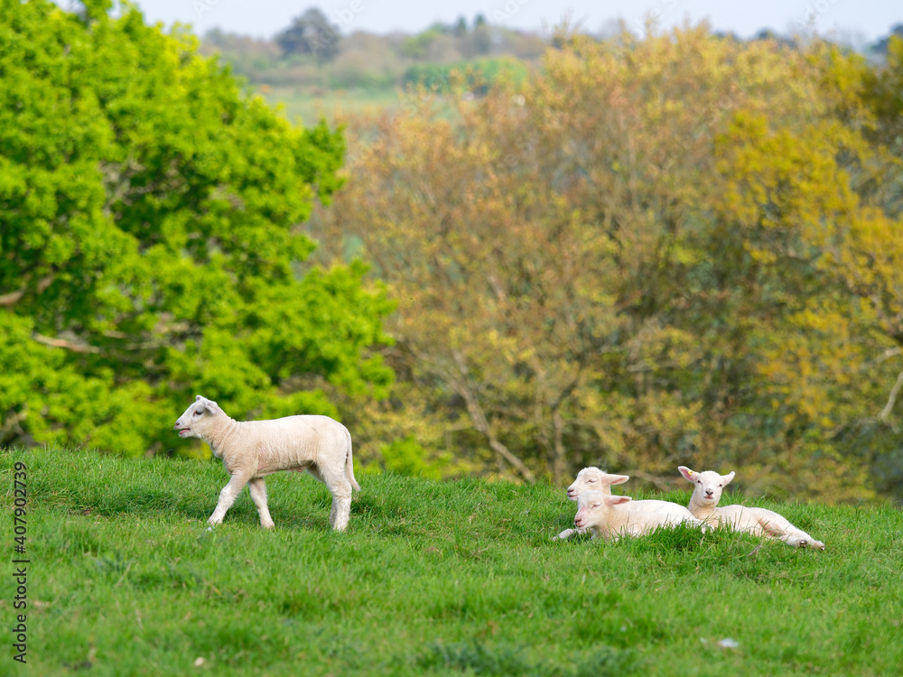 Obraz premium OLYMPUS DIGITAL CAM