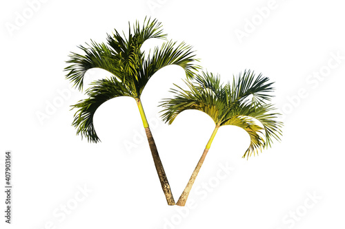 Isolated black palm or normanbya normanbyi tree with clipping paths. photo