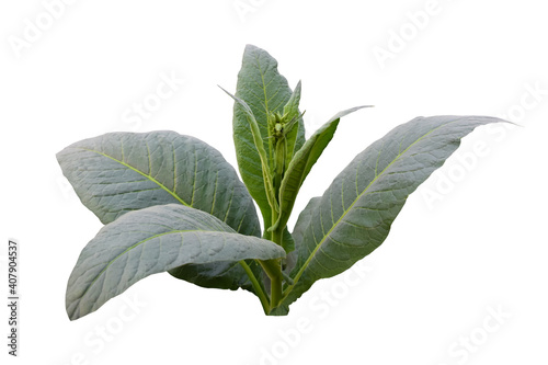 Isolated young tobacco plant with clipping paths. photo