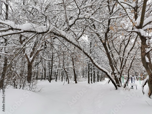 Arch of trees in snowy park