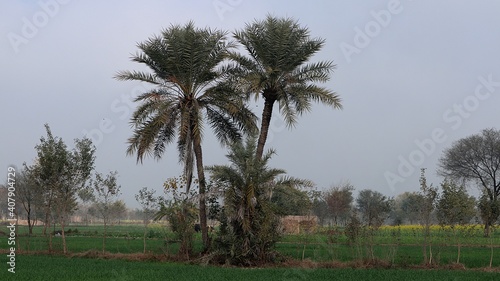 palm trees in the feeld