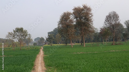 trees in the field
