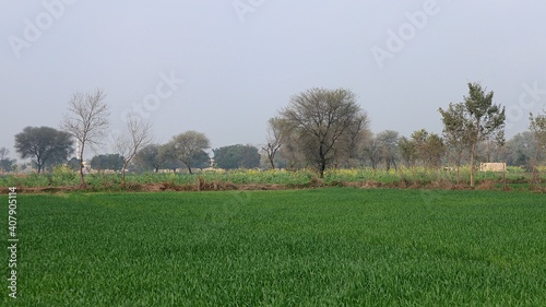 landscape with trees and grass © munawar