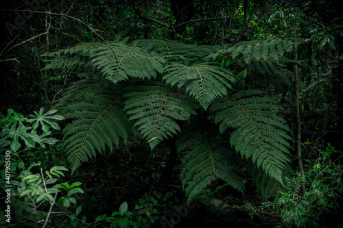 big plant