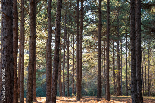 Sunlit trees in a wooded forest with evergreen pine needles  canopy ~INTO THE FOREST~