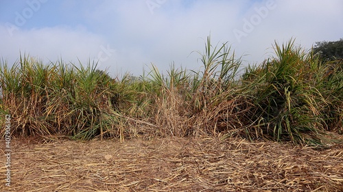 field in summer